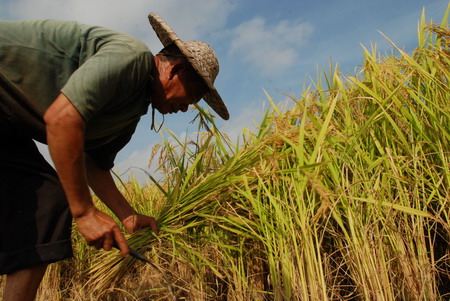 Despite natural disasters, grain harvest looks good