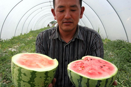 Fake seeds grow rock-hard watermelons