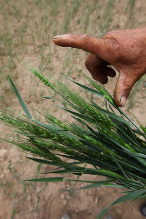 Drought stunts crop growth