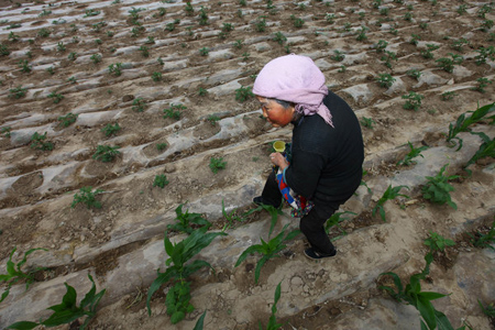 Drought stunts crop growth