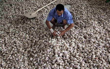 A good time to buy garlic