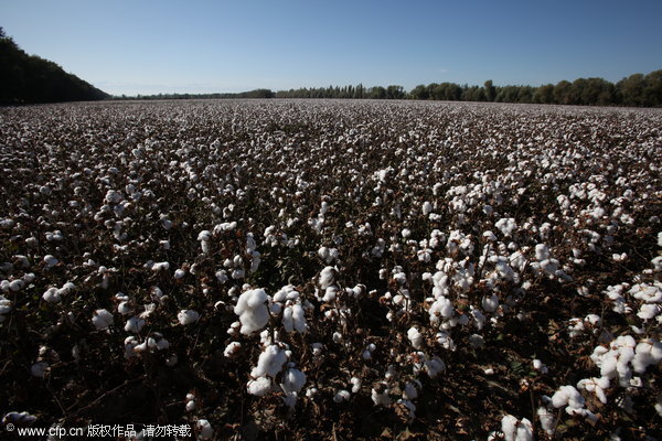 Xinjiang sees bumper cotton harvests