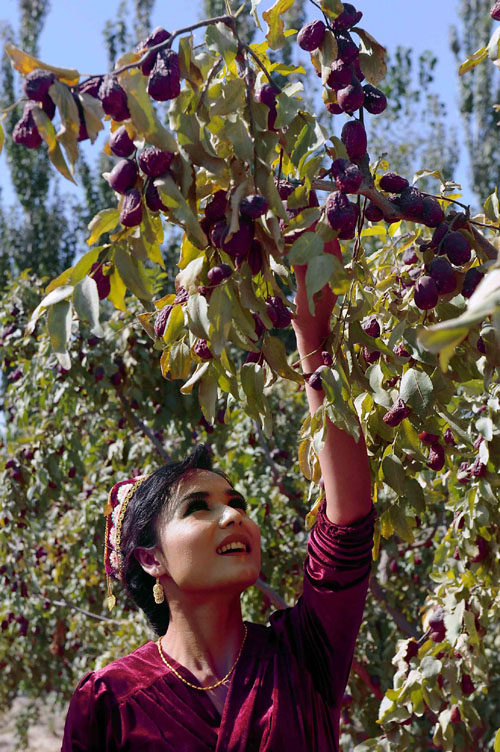 Zepu shows of its red jujubes