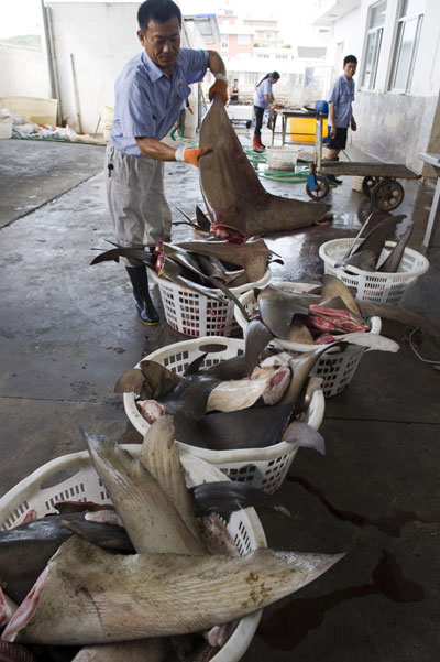 Shark lovers left high and dry