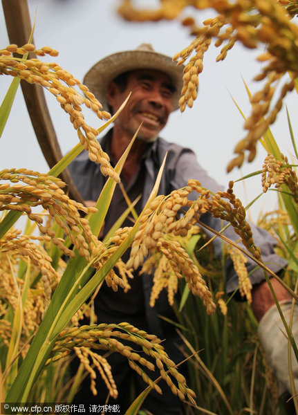 Eighth consecutive yearly increase in grain output