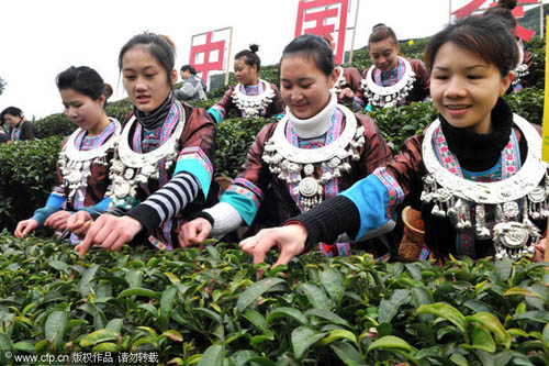 Picking early spring tea