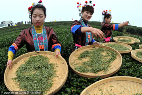 Picking early spring tea