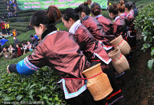 Picking early spring tea