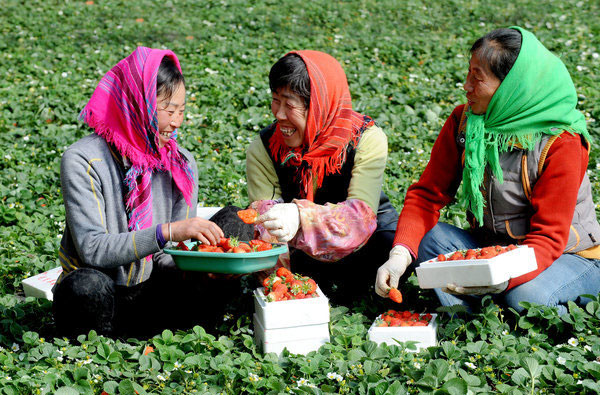 Strawberry picking season