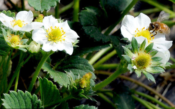 Strawberry picking season