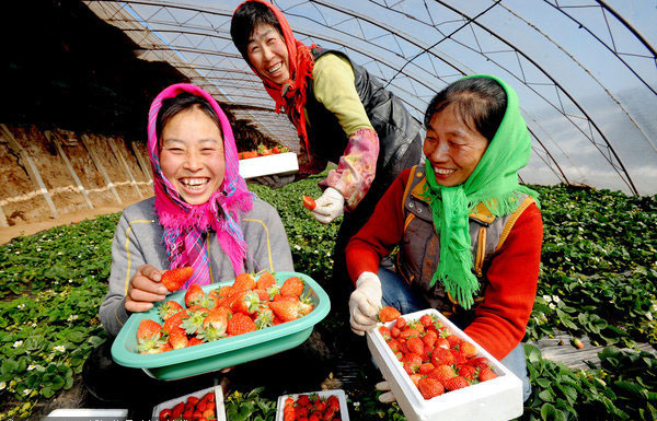 Strawberry picking season