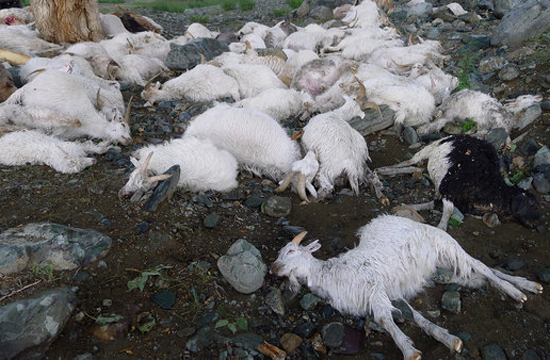 Lightning killed 173 sheep in Xinjiang