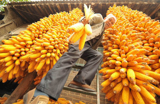 A season for corn harvest