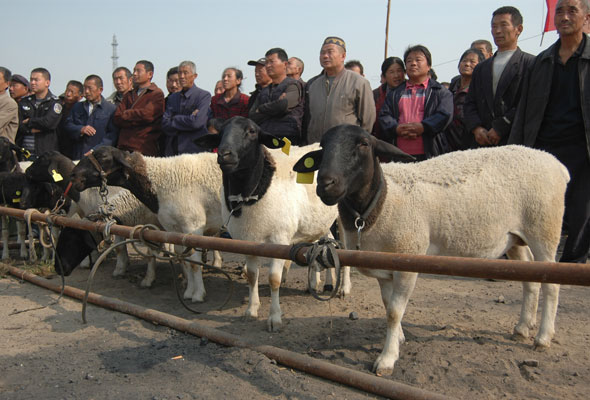 Sheep beauty contest kicks off in Shandong