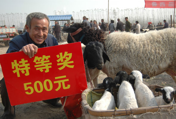 Sheep beauty contest kicks off in Shandong