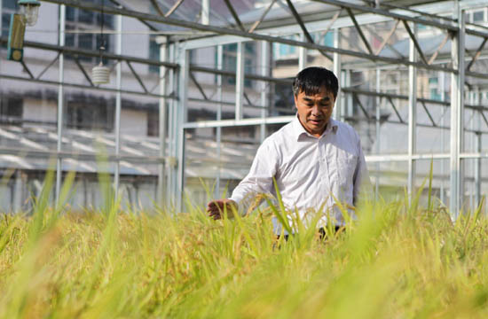 Rice breeder introduces new breed to China