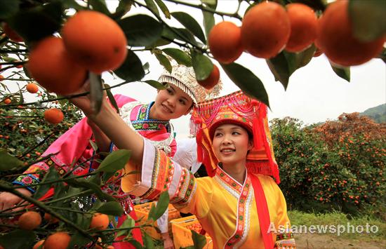 Kumquat season arrives in Liuzhou