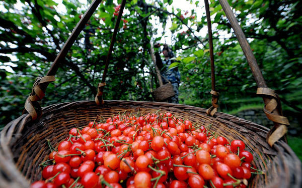 Cherry ripe for U-pick tourism in Zhejiang