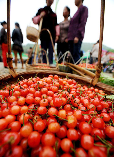 Cherry ripe for U-pick tourism in Zhejiang