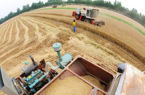 Chinese farmers reaping a harvest