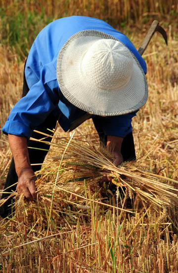 Collecting wheat to make a bit extra