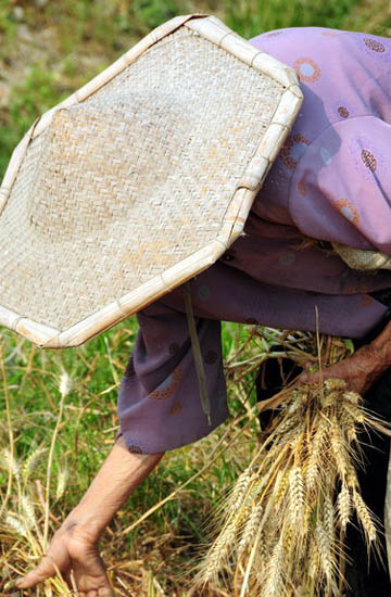 Collecting wheat to make a bit extra