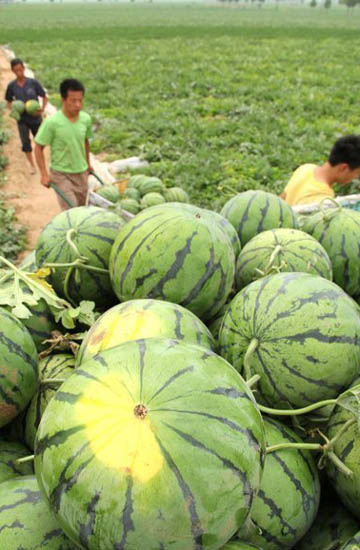 Watermelon harvest puts smile on farmer's faces