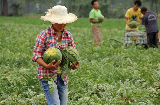 Watermelon harvest puts smile on farmer's faces