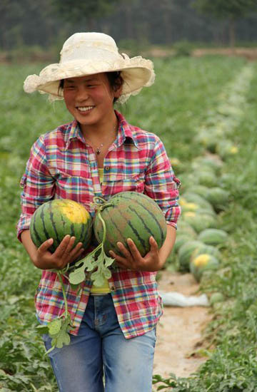 Watermelon harvest puts smile on farmer's faces