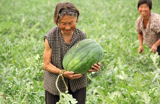 Watermelon harvest puts smile on farmer's faces