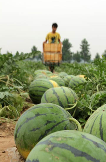 Watermelon harvest puts smile on farmer's faces