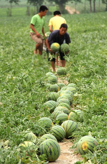 Watermelon harvest puts smile on farmer's faces