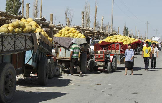 Hami melons ready to enter the market