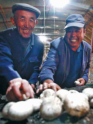 Business mushrooms for former nomadic herdsman