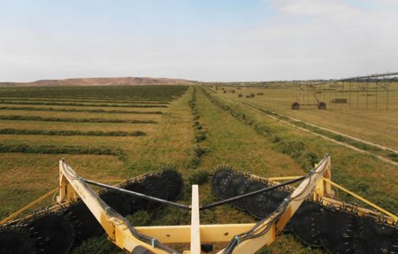 Crop you can count on promises harvest of good fortune