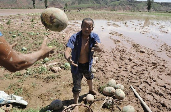 Villagers suffer loss as rain damages watermelon