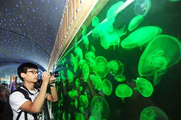 Jellyfish to be available as pets