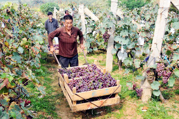 Grape farmers reap benefits