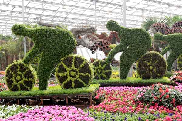 Feast eyes on flowers at Qingzhou trade fair