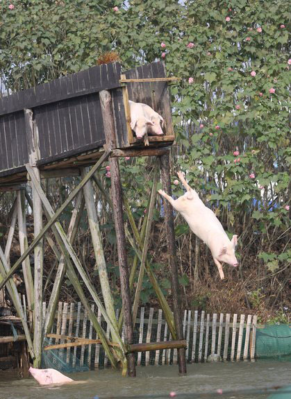 Swimming pigs worth triple