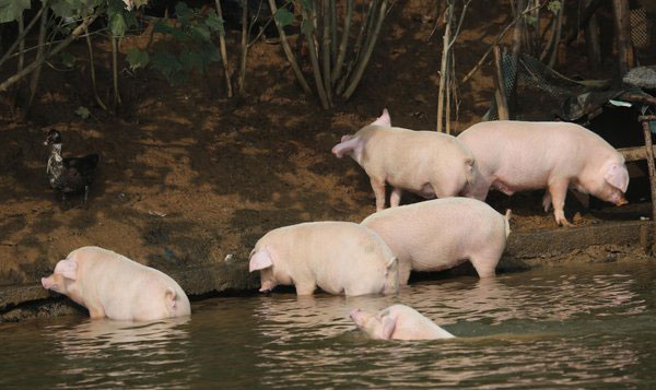 Swimming pigs worth triple