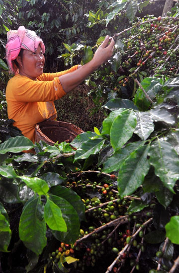 Wake up and smell the Chinese coffee