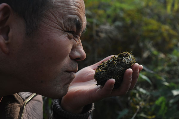 Panda poo tea fertilization time