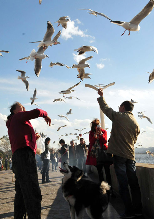 Black-headed gulls attract visitors to Kunming