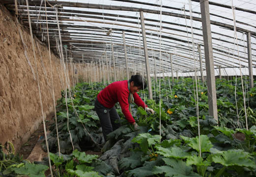 Zucchini's price grows on trip from farm to table