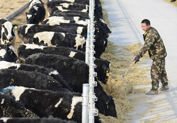 Kiwi cows arrive in Ningxia