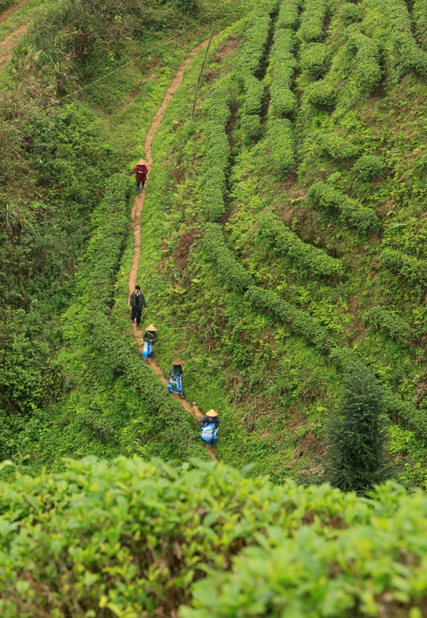 Tea picking season arrives