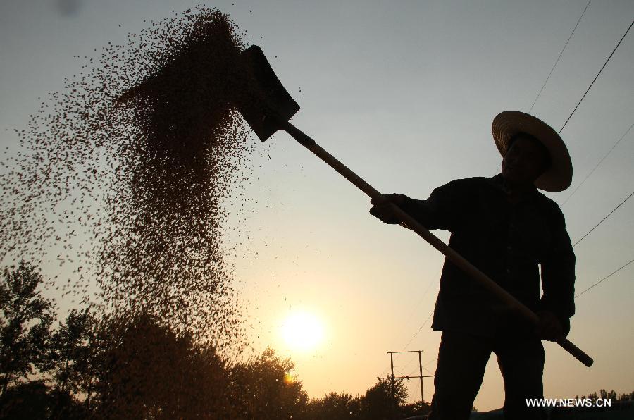 Wheat harvest season in China