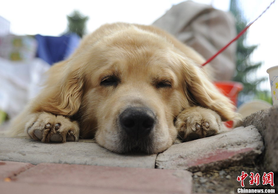 Puppies become big star of exhibition in NE China