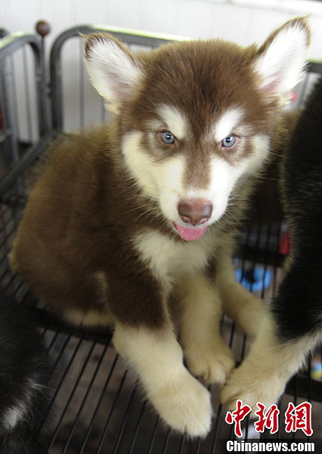 Puppies become big star of exhibition in NE China